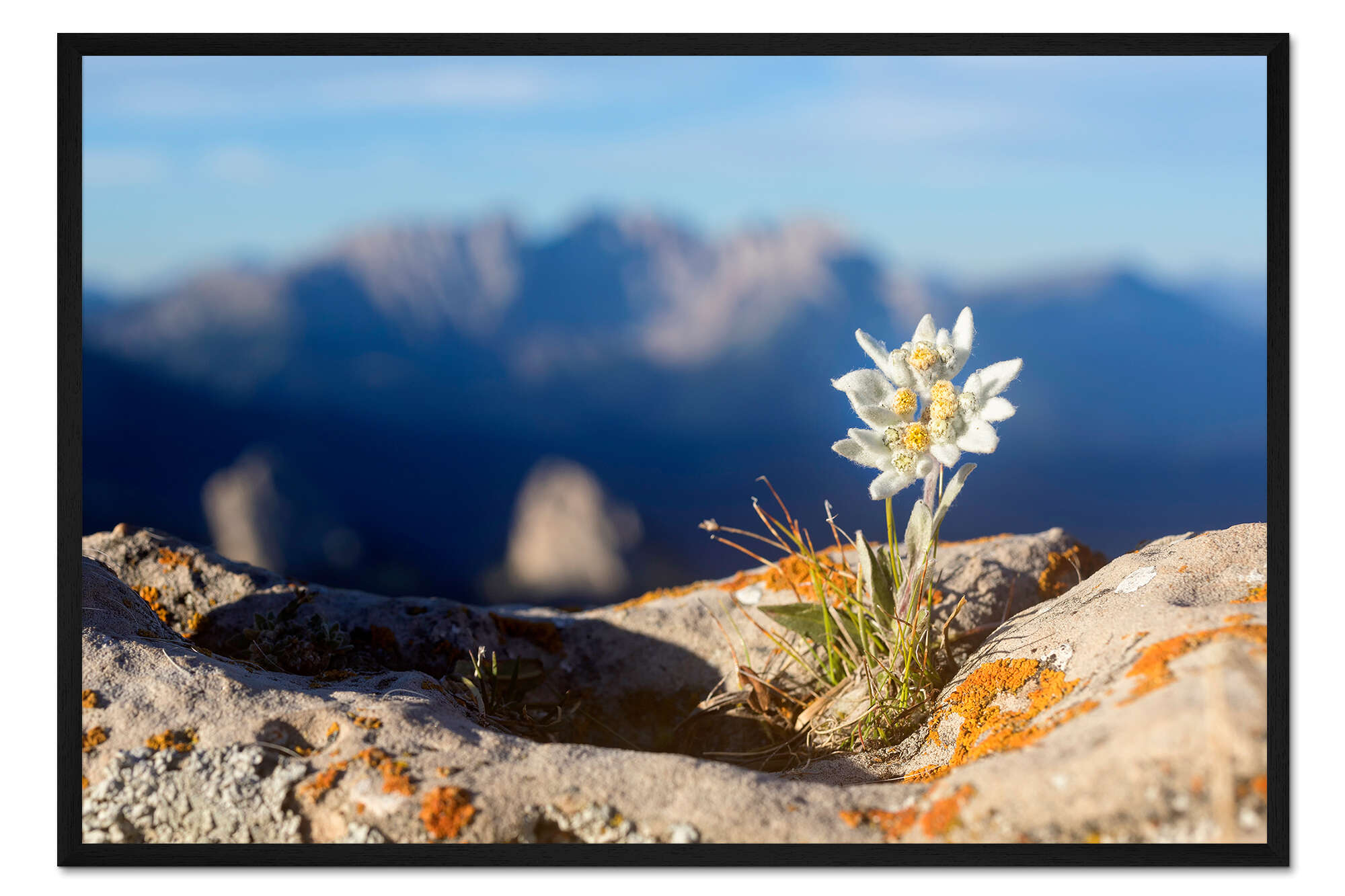 L'edelweiss veille sur la médiathèque